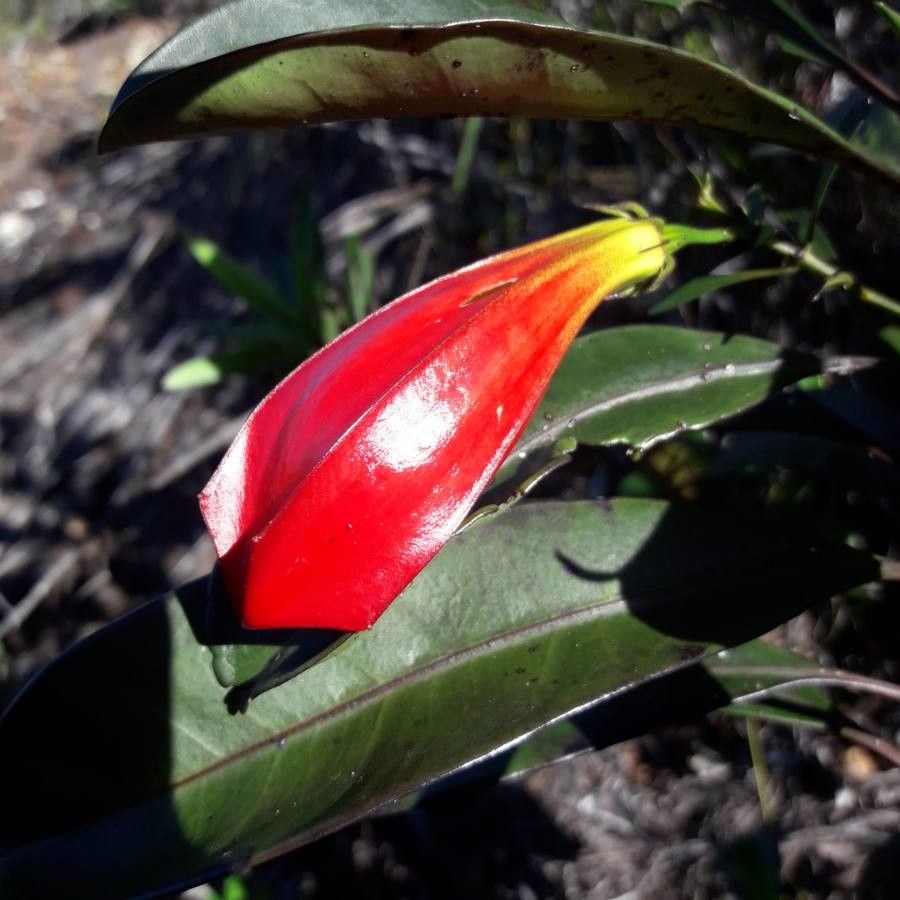 Thiollierea lenormandii flower