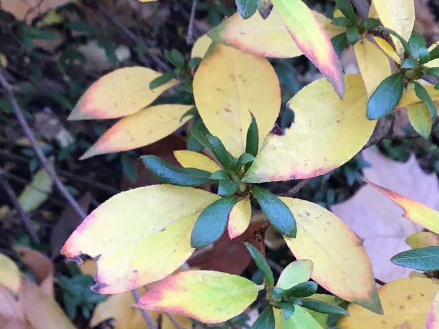 Rhododendron kaempferi — search result for 'Azalea'