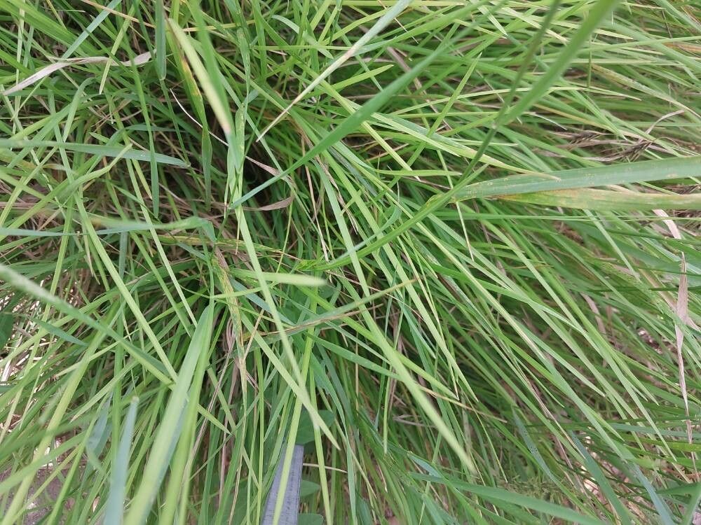 Sesleria argentea — related species from the same genus