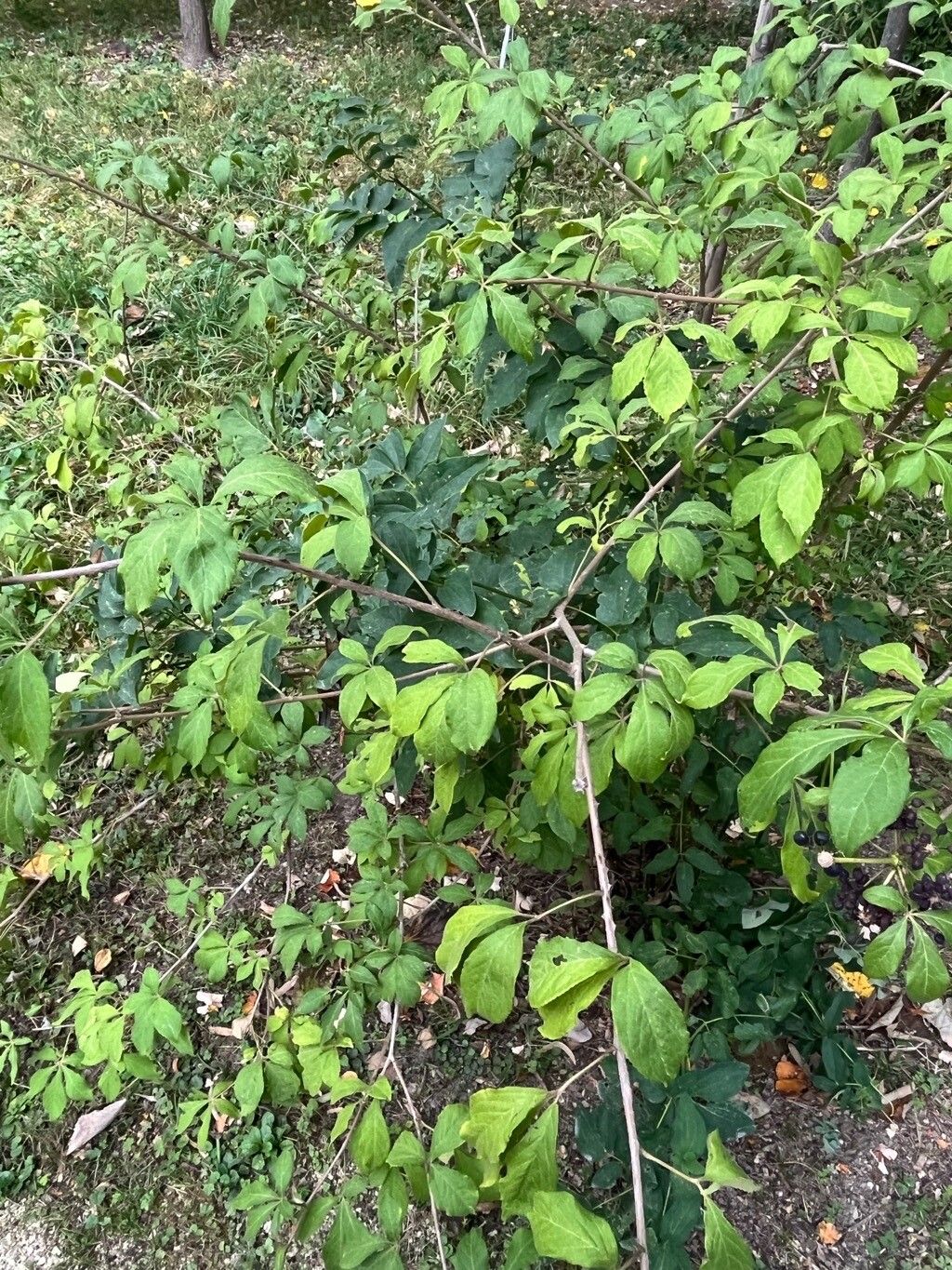 Eleutherococcus henryi habit