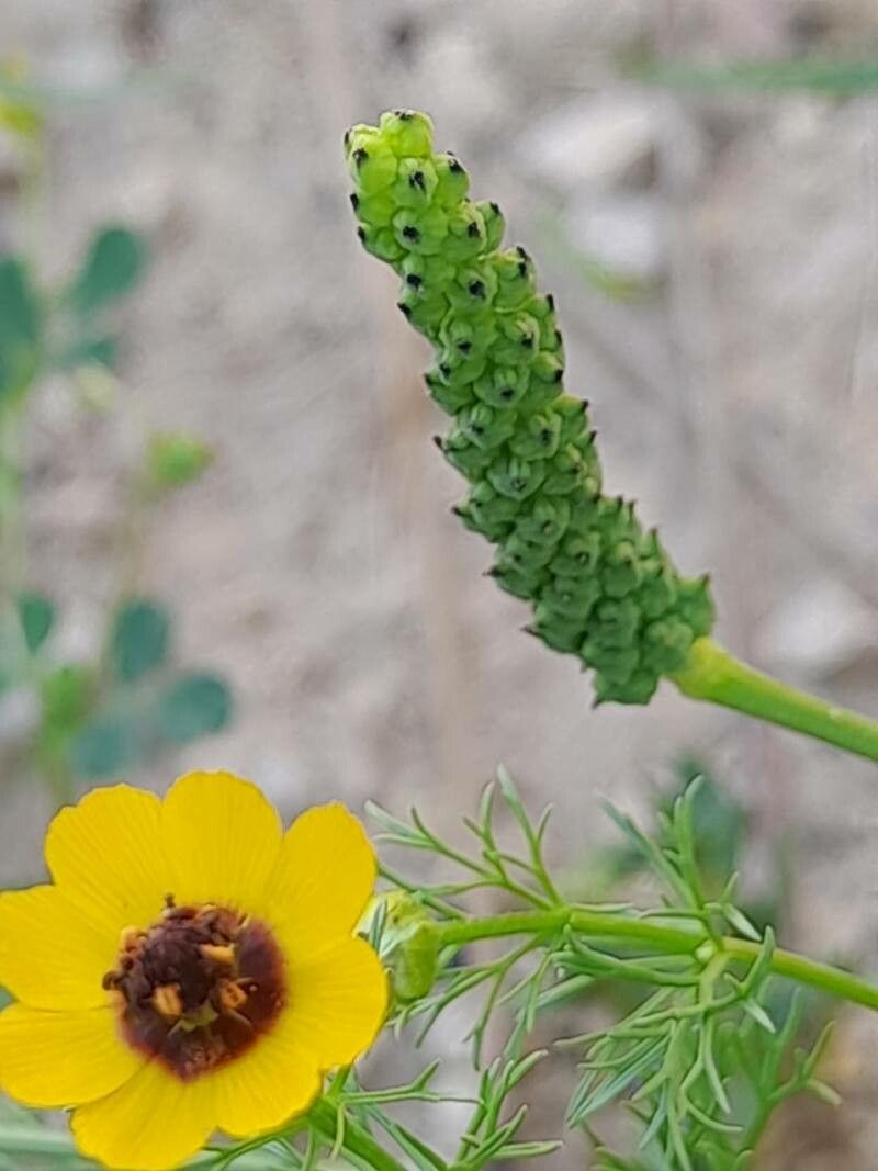Adonis dentata fruit