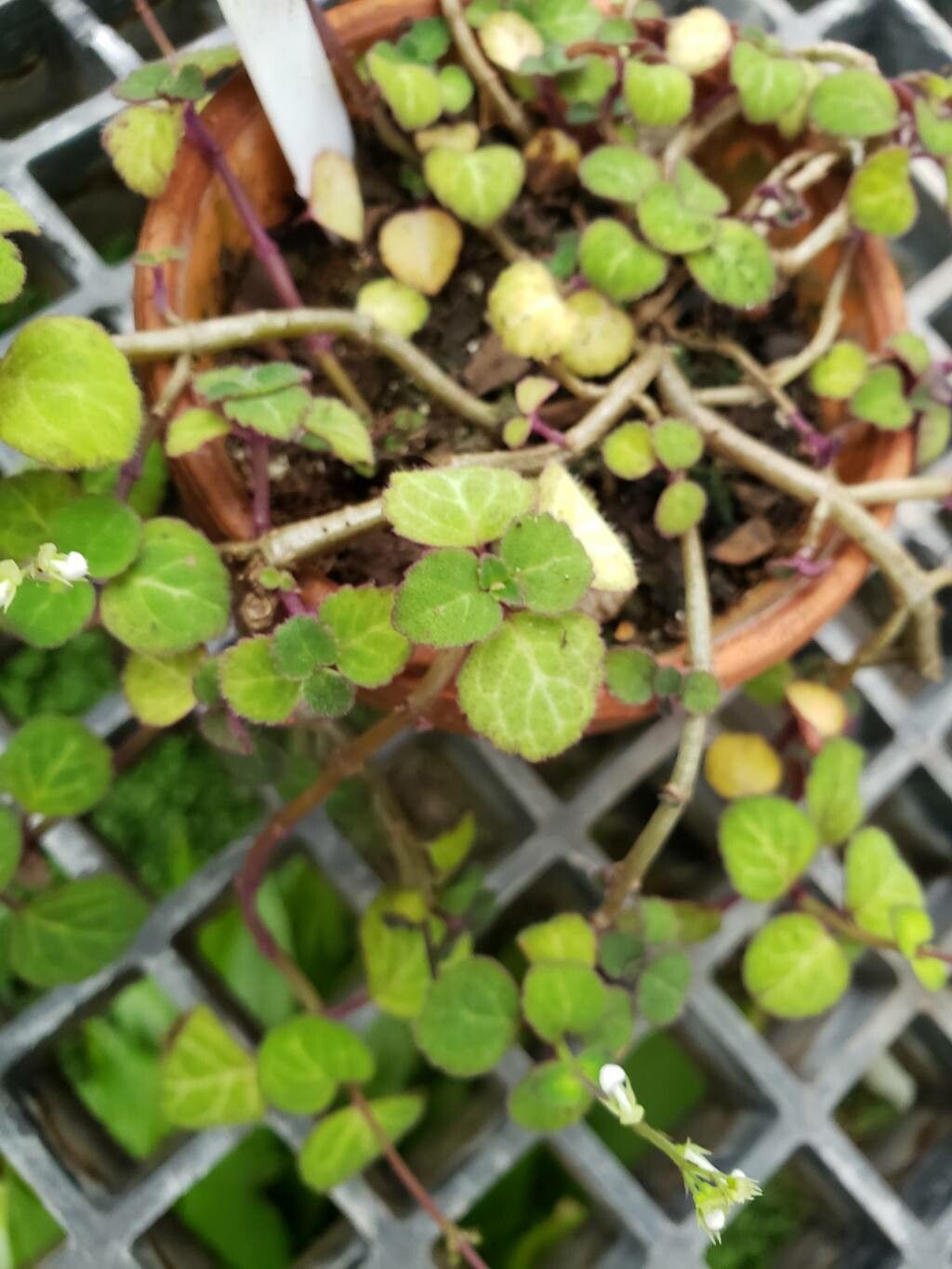 Plectranthus oertendahlii leaf