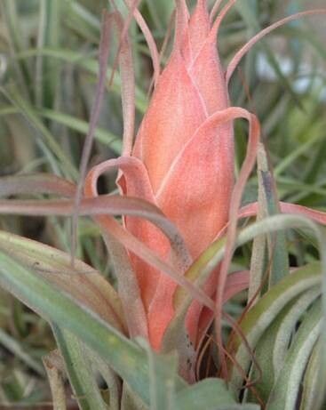 Tillandsia pseudooaxacana flower