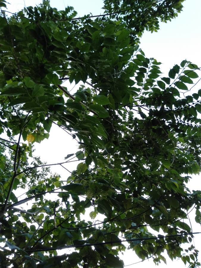 Broussonetia luzonica habit