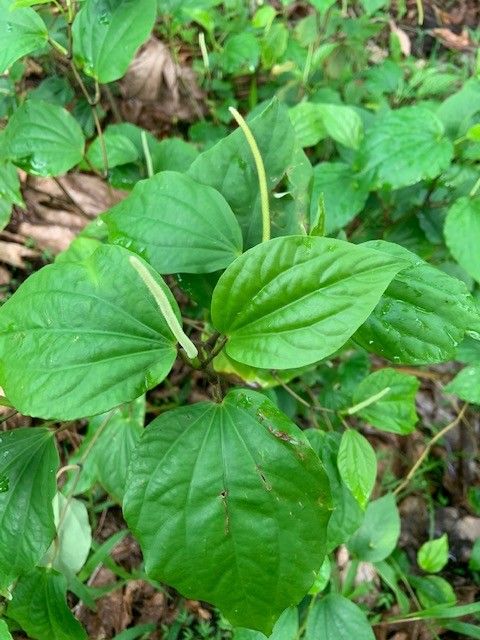 Piper wachenheimii — houseplant care guide