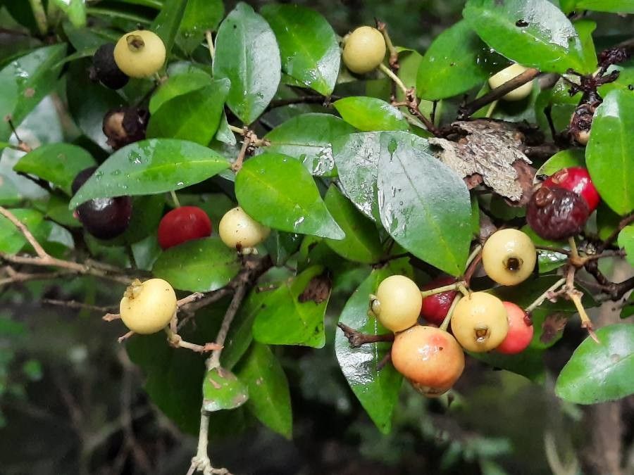 Eugenia monticola fruit