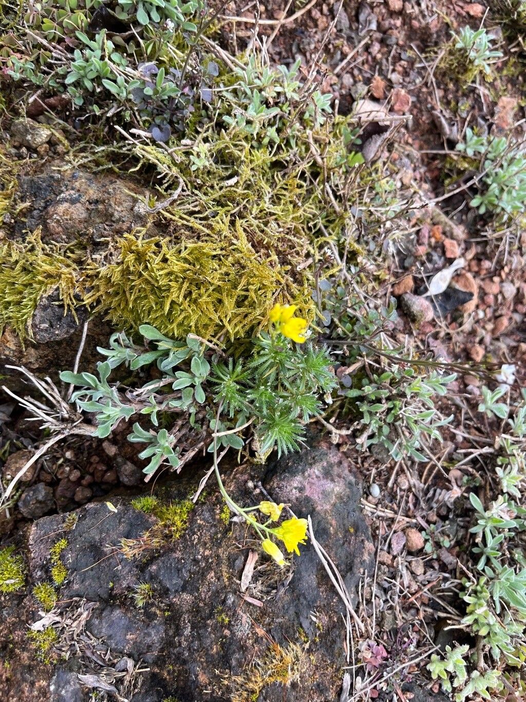 Draba paysonii habit