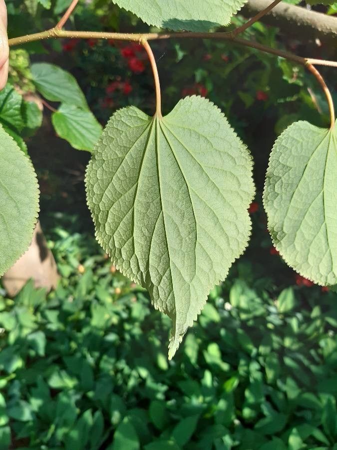 Tetracentron sinense leaf
