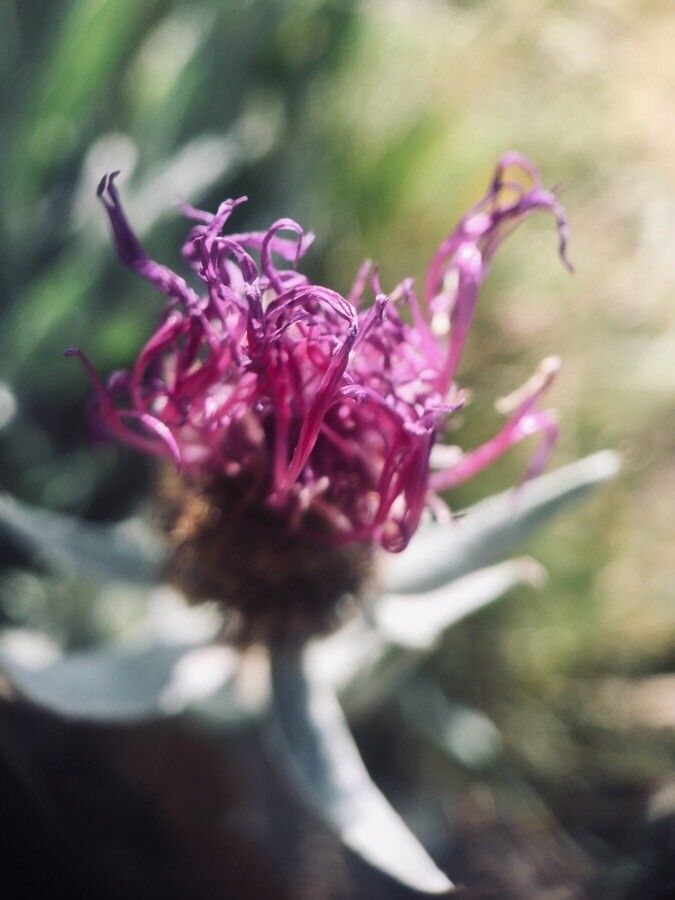 Cirsium douglasii flower