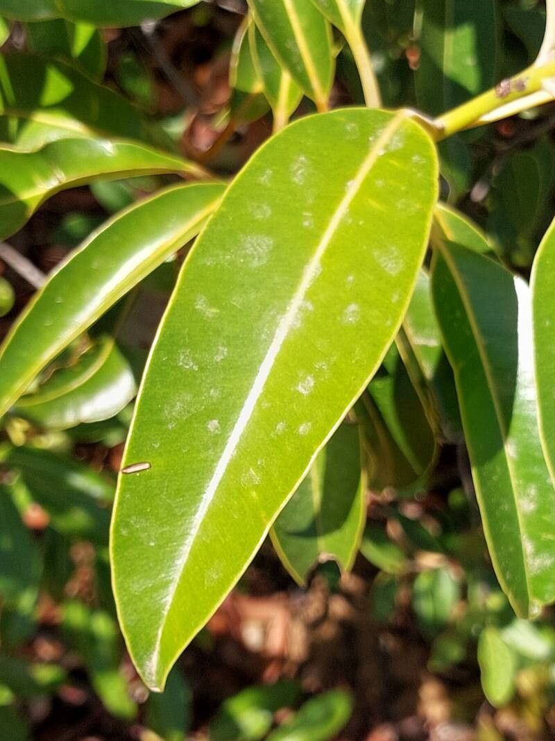Calophyllum vernicosum leaf
