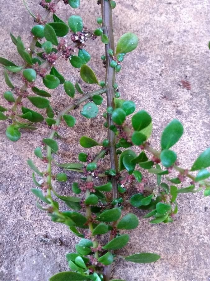 Cotoneaster cochleatus flower