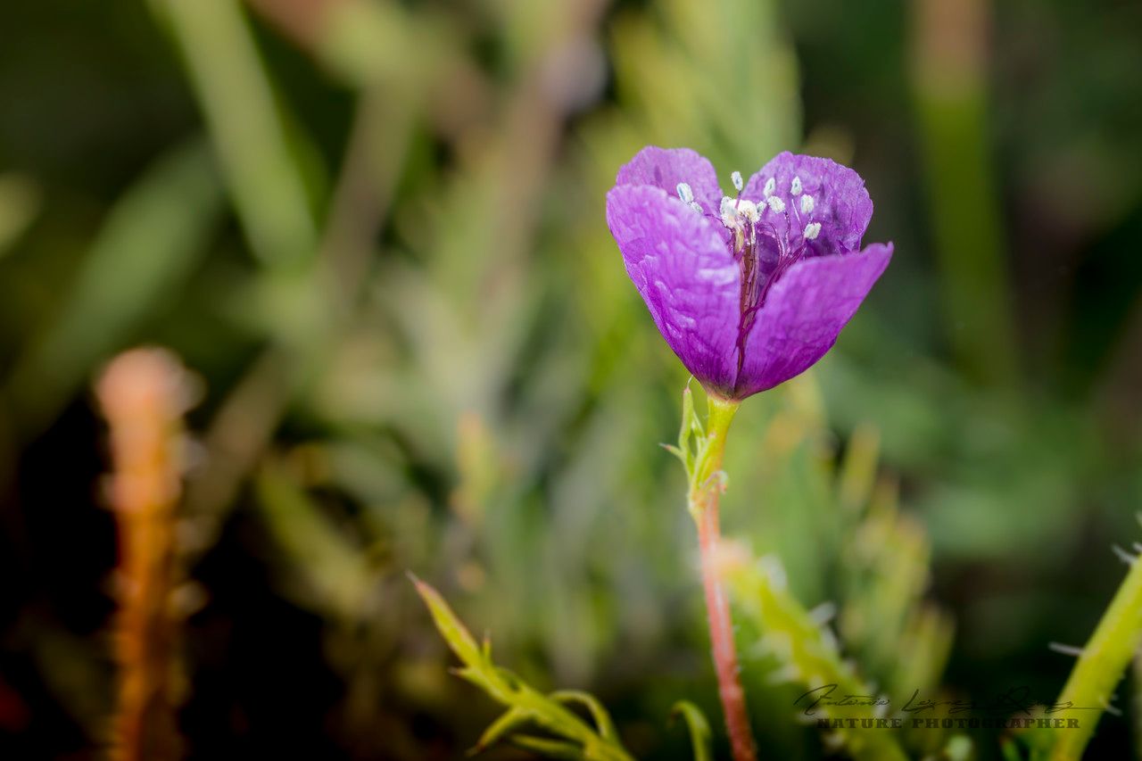 Roemeria hybrida flower