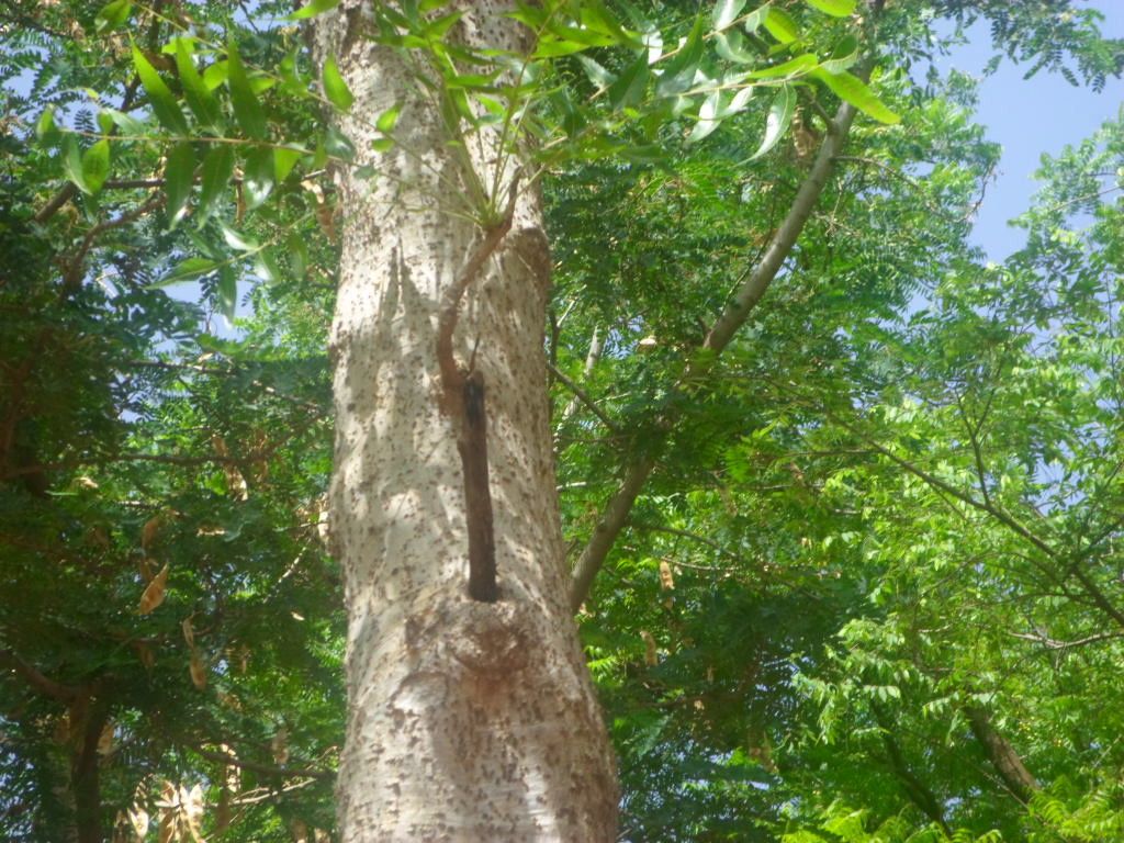 Boswellia dalzielii bark