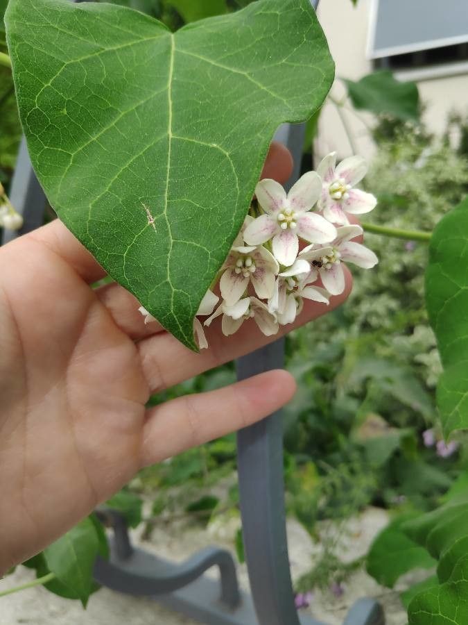 Dregea sinensis flower