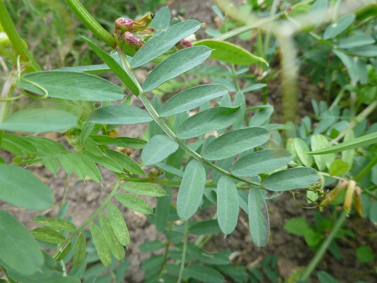 Vicia melanops leaf
