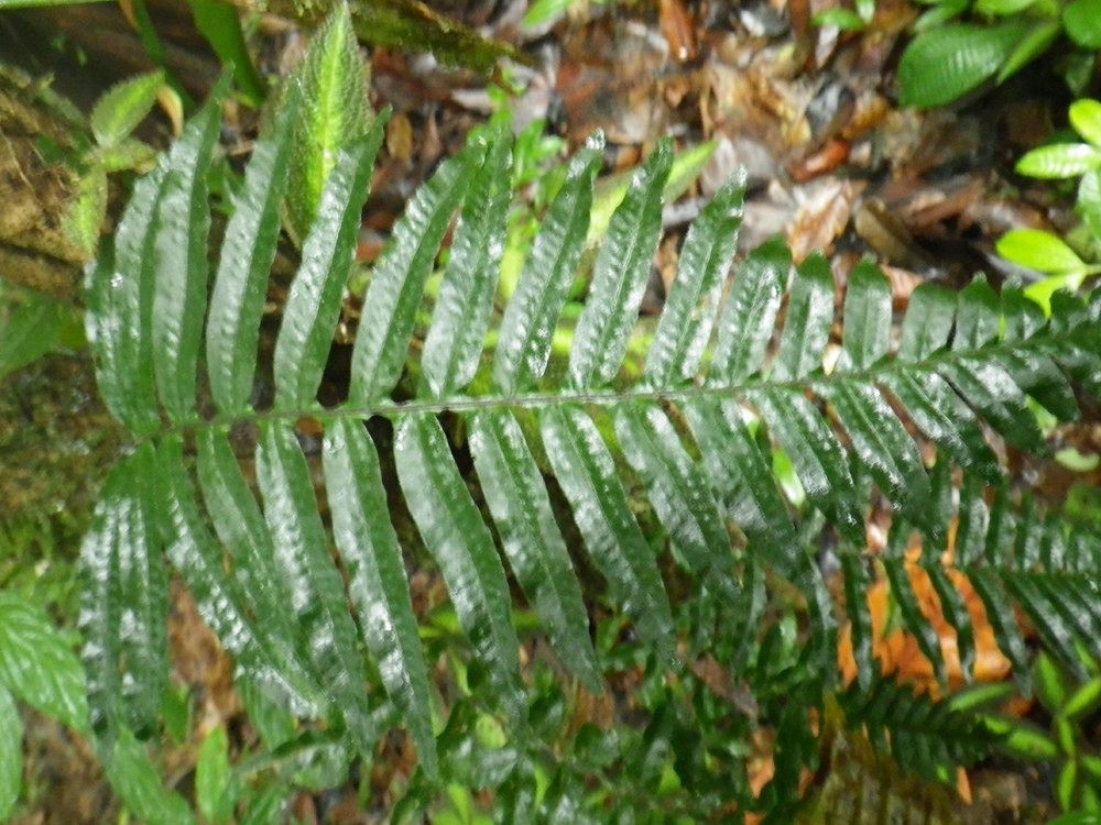 Polypodium dulce — search result for 'Polypodium'