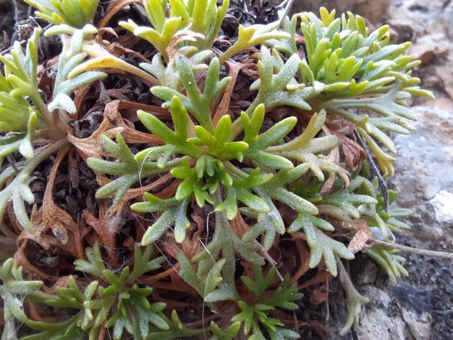 Saxifraga cuneata — search result for 'Saxifraga'