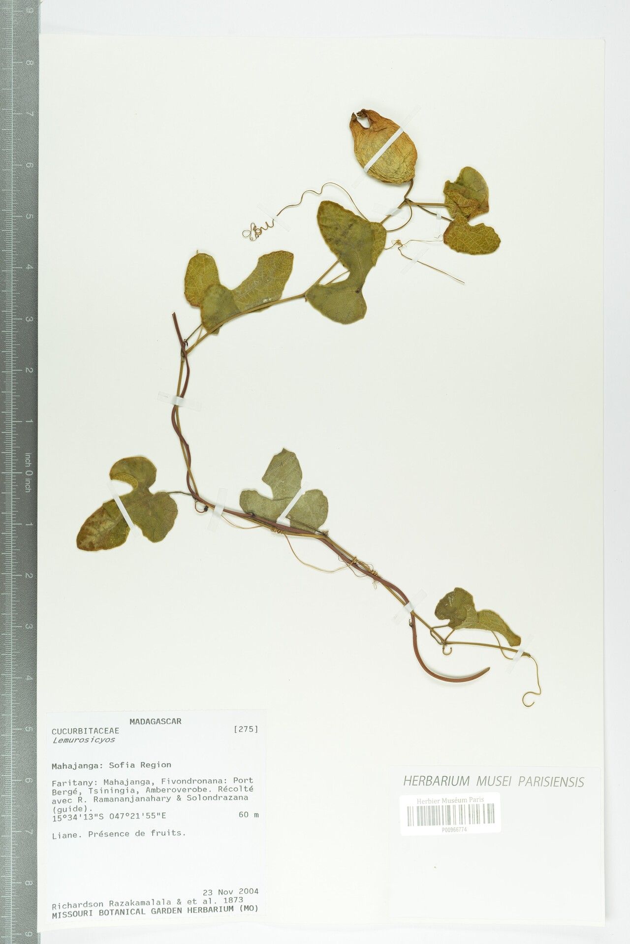 Kedrostis lanuginosa — search result for 'Kedrostis'