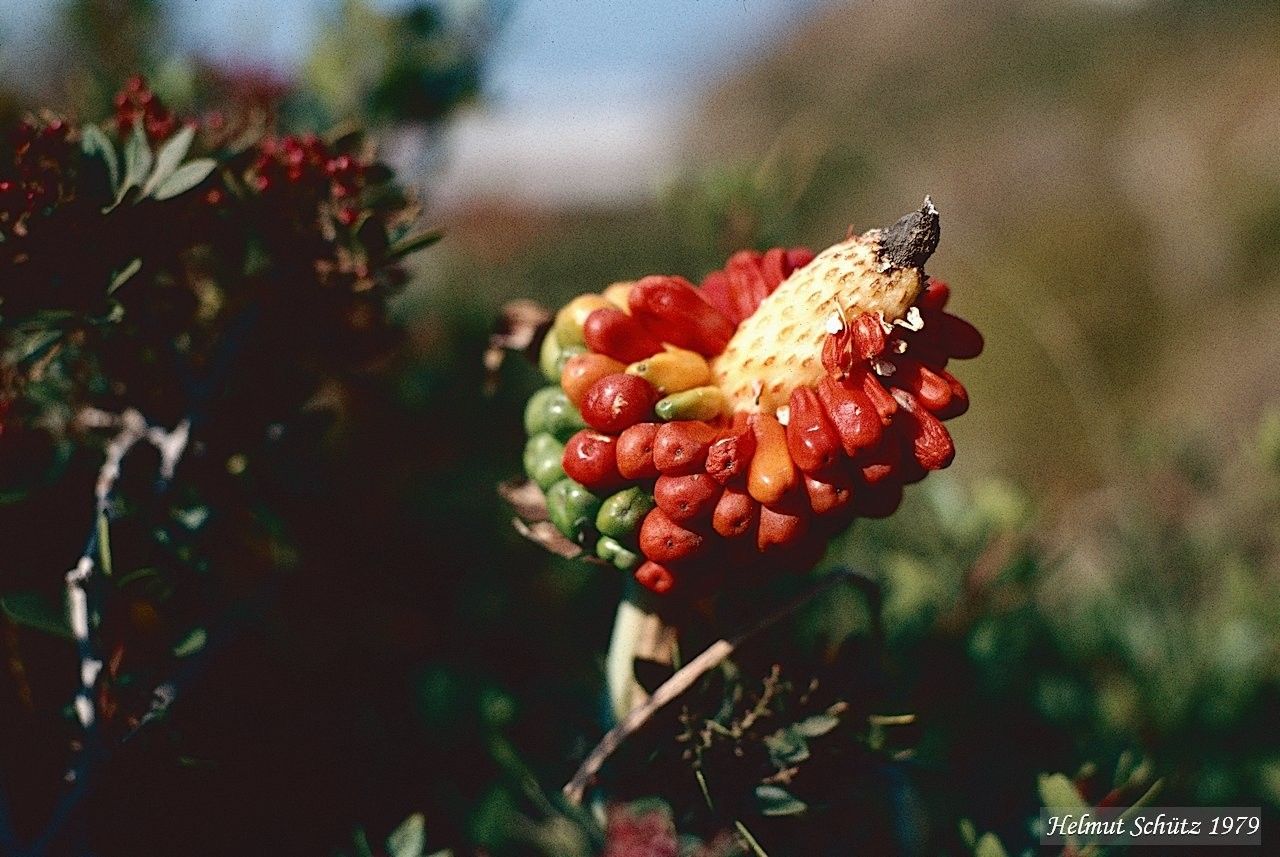 Arum creticum fruit