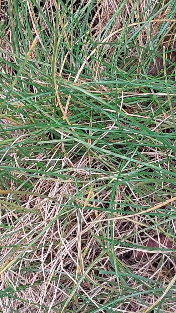 Festuca durissima — search result for 'Festuca'