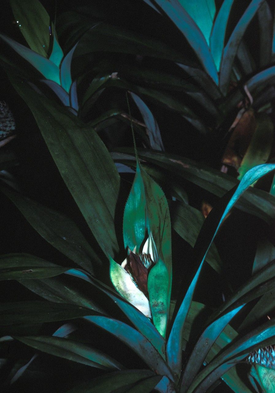 Pandanus parvus — houseplant care guide