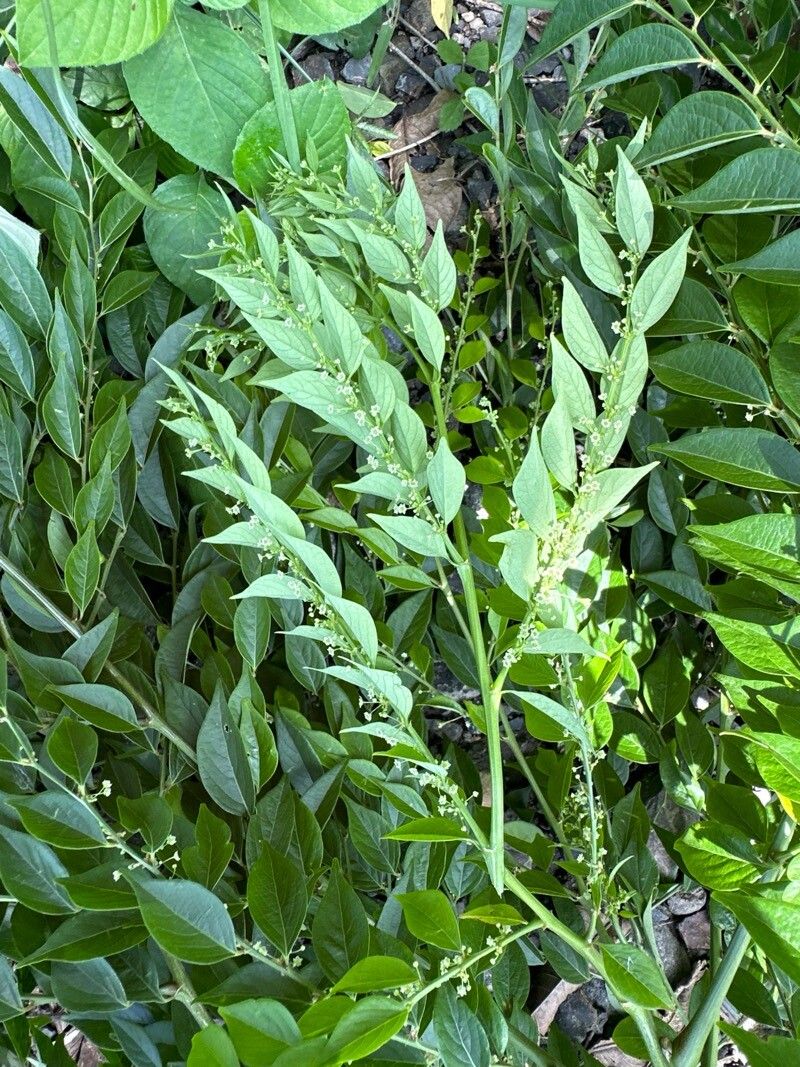 Phyllanthus acuminatus flower
