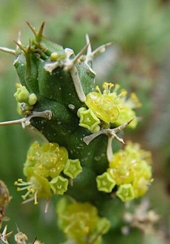 Euphorbia furcata flower
