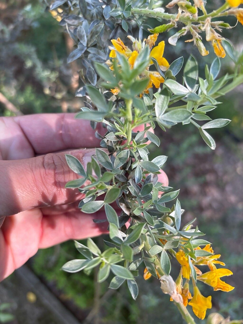 Adenocarpus bacquei — related species from the same genus