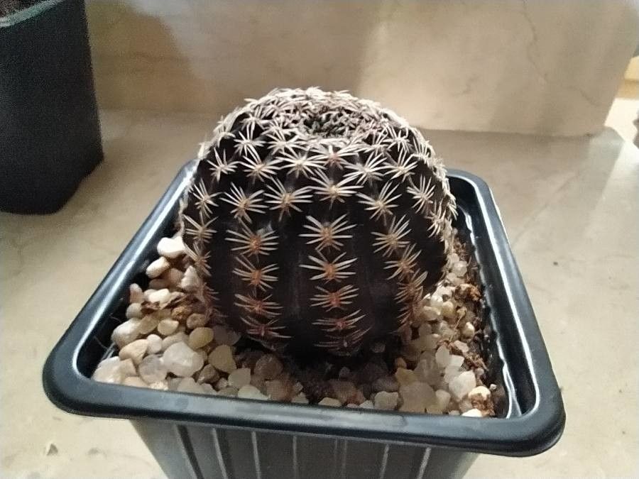 Echinopsis densispina — search result for 'Echinopsis'