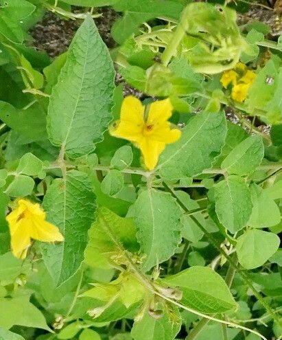 Solanum habrochaites — houseplant care guide