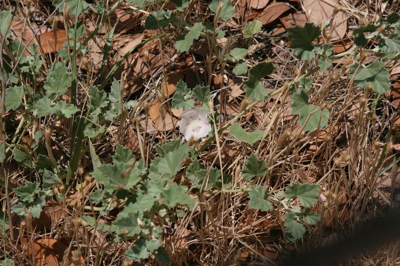 Malvella lepidota — related species from the same genus