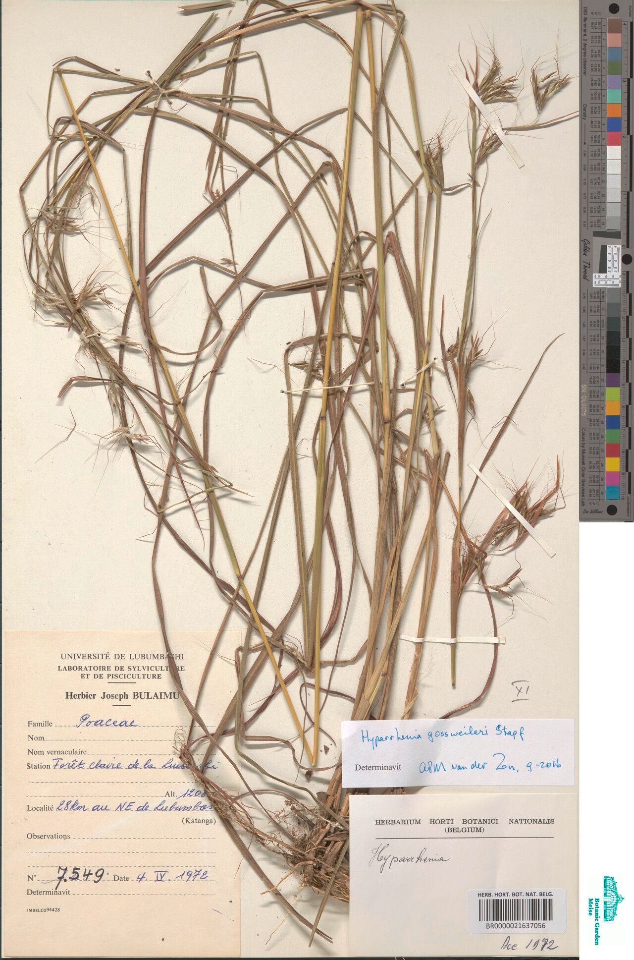 Hyparrhenia gossweileri — houseplant care guide