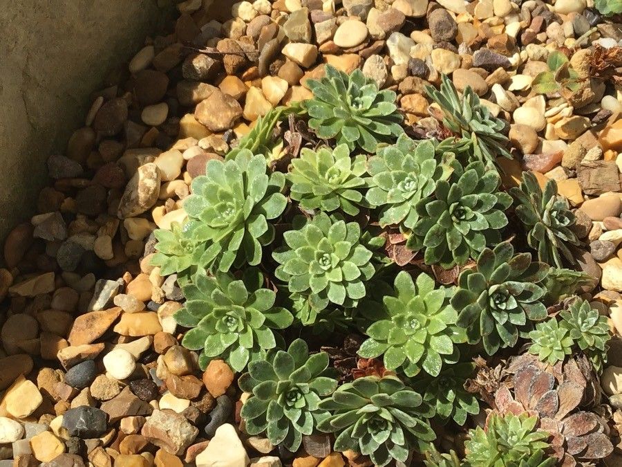Saxifraga stribrnyi — search result for 'Saxifraga'