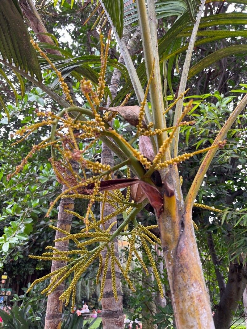 Basselinia pancheri fruit