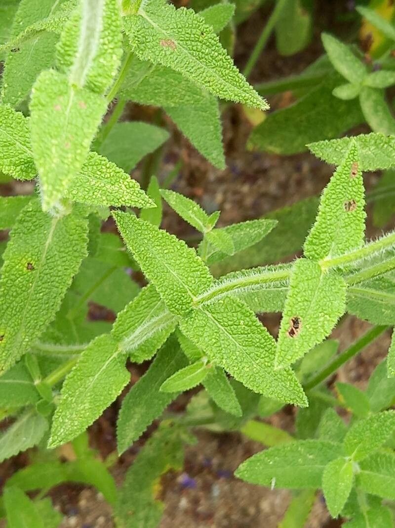 Salvia amplexicaulis — houseplant care guide