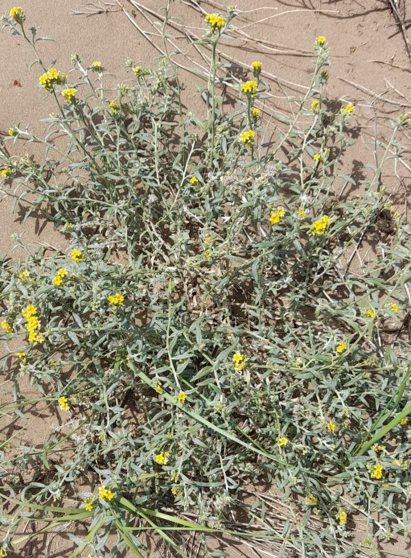 Euploca mendocina habit