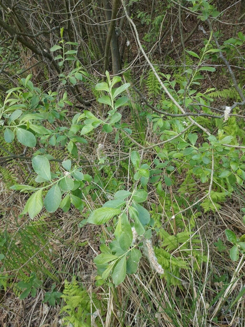 Salix × multinervis bark