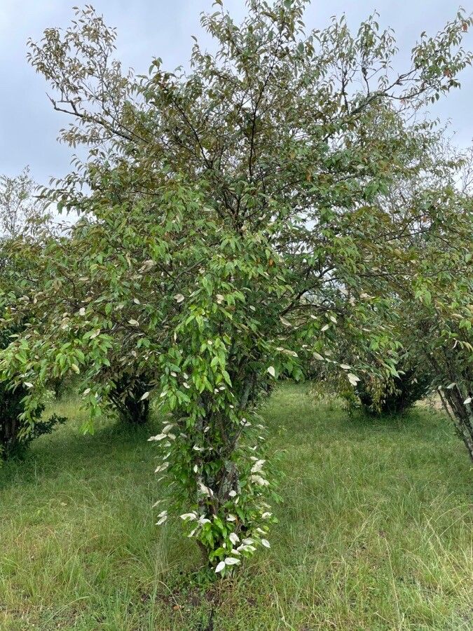 Croton dichogamus habit