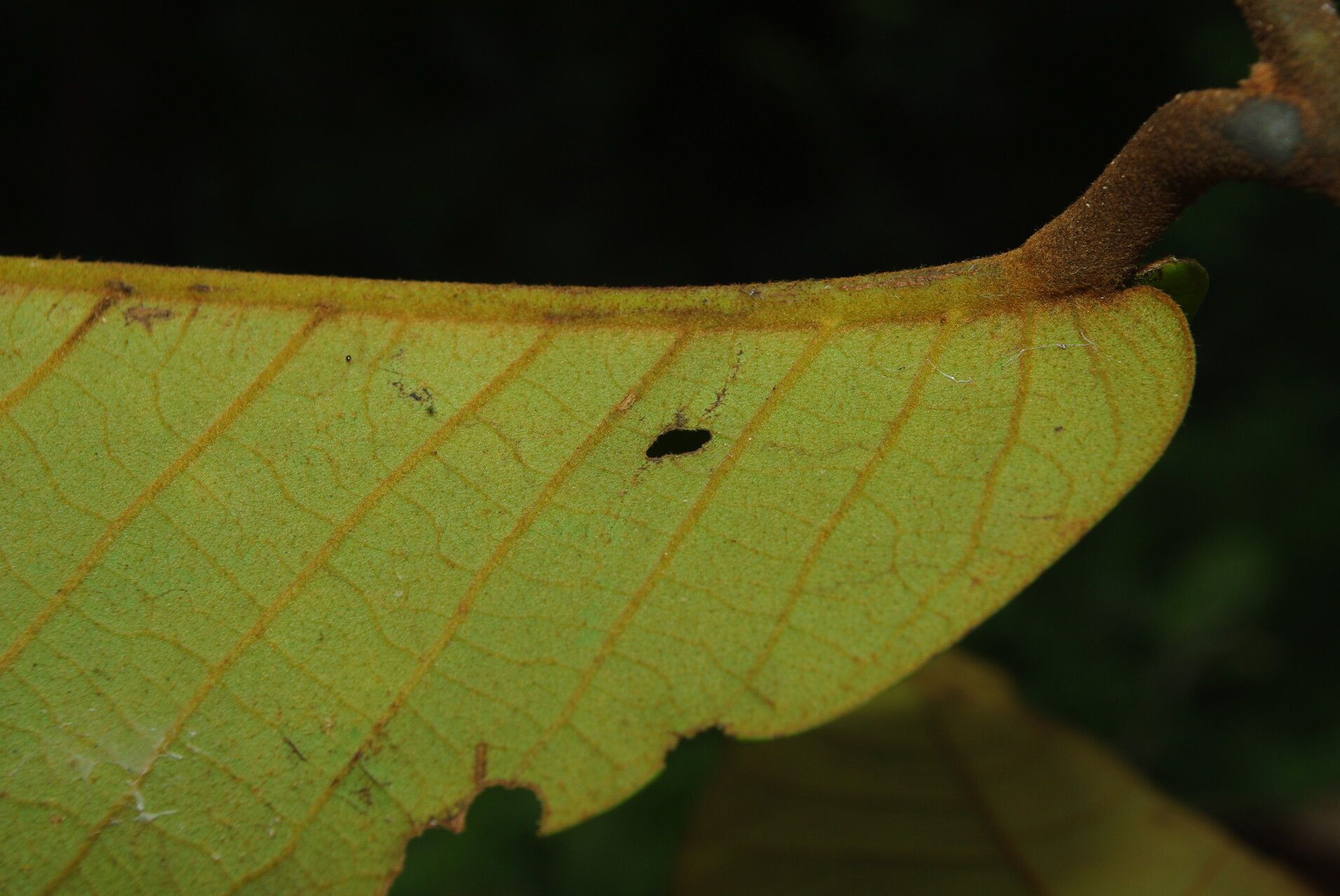 Uvaria klaineana leaf
