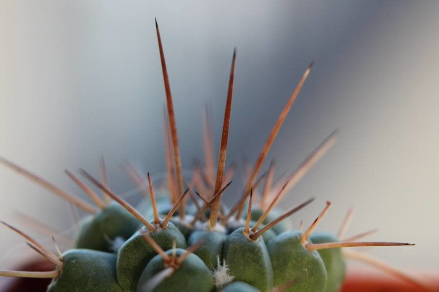 Thelocactus rinconensis bark