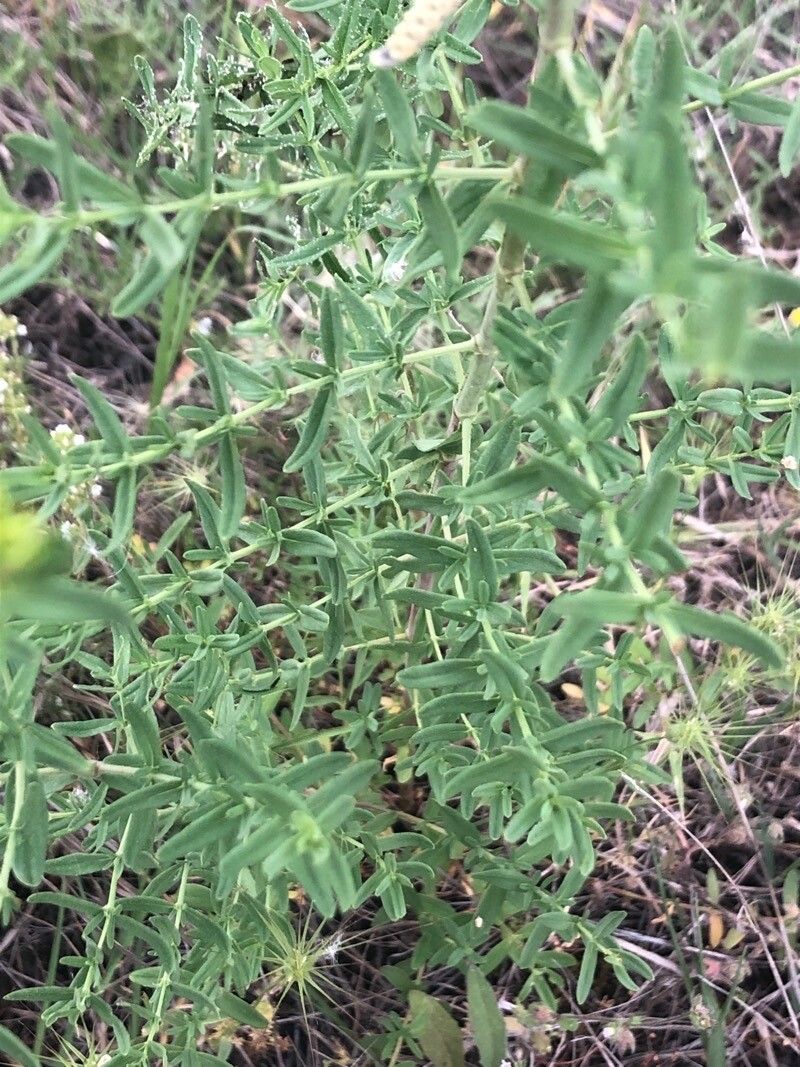 Hypericum perfoliatum leaf