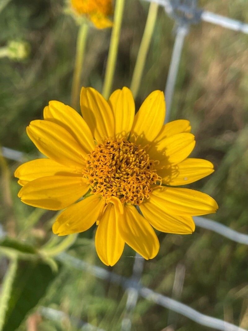 Wyethia angustifolia flower