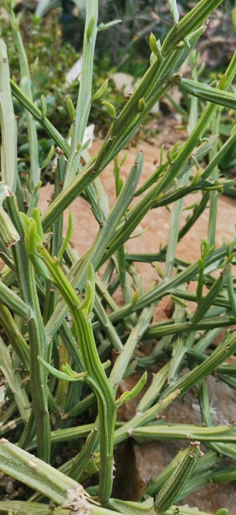 Kleinia madagascariensis habit