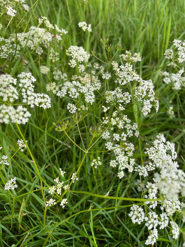 Conopodium majus fruit