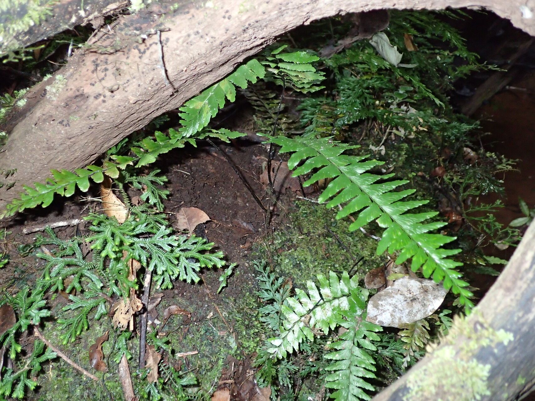 Hymenasplenium madagascariense — related species from the same genus