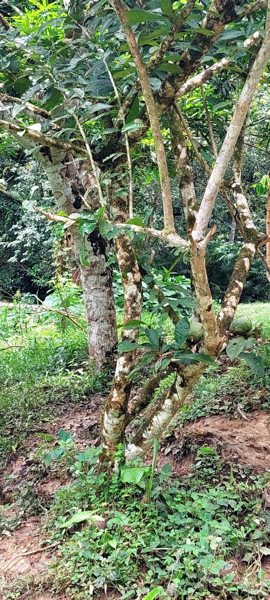 Crescentia amazonica bark