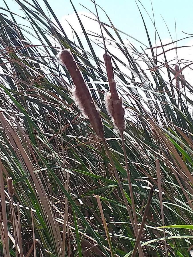 Typha domingensis flower