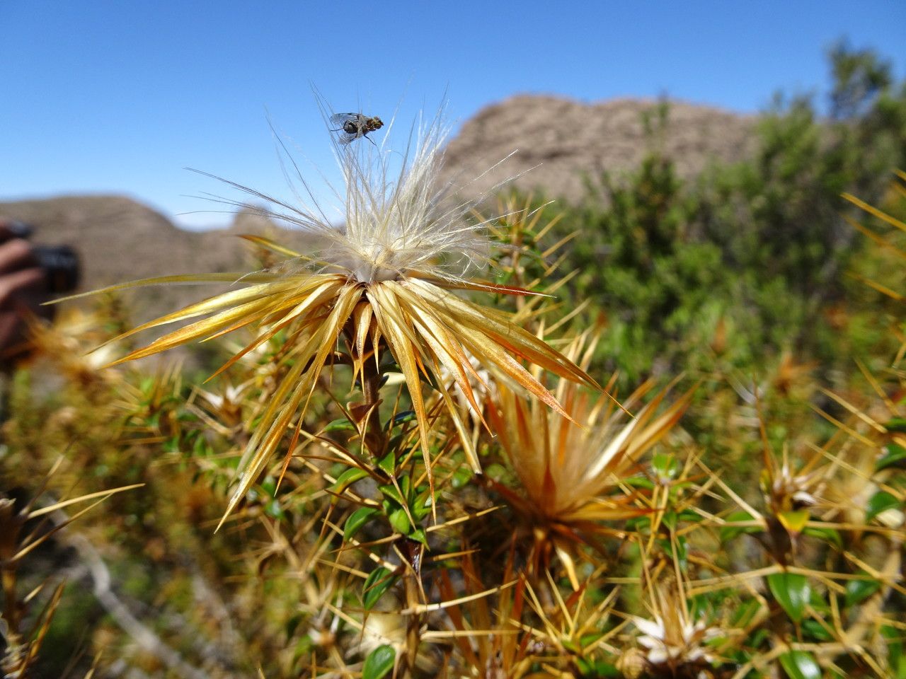 Chuquiraga spinosa fruit