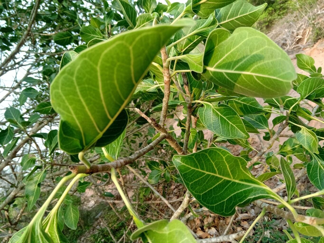 Ficus krishnae — houseplant care guide