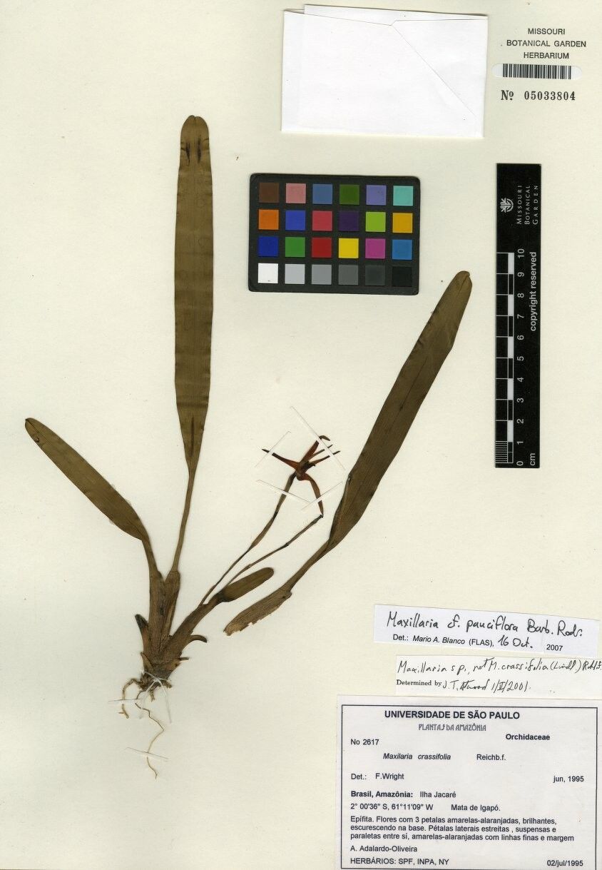 Maxillaria pauciflora — houseplant care guide